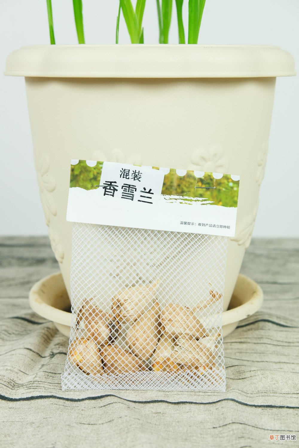 香雪兰球根保存时间