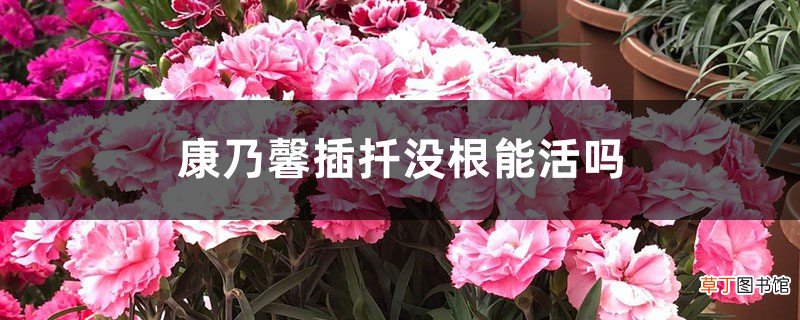 康乃馨插扦没根能活吗