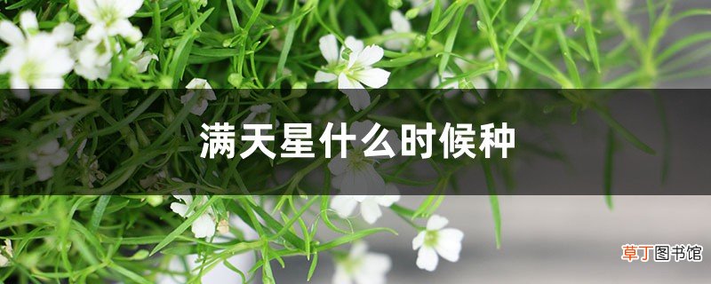 满天星什么时候种