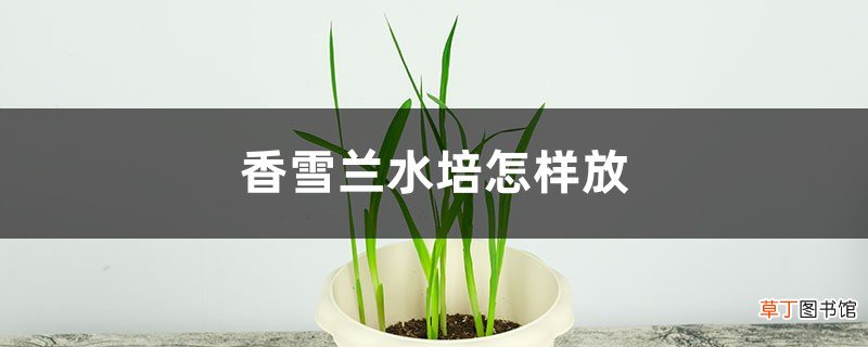 香雪兰水培怎样放