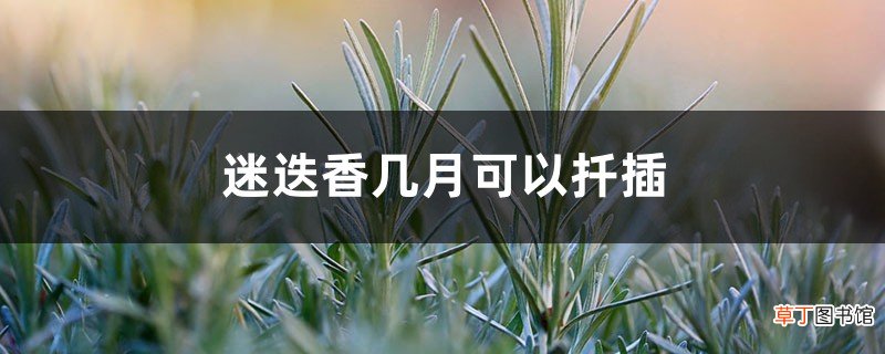 迷迭香几月可以扦插