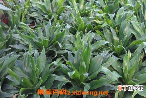 植物太阳神的养殖方法