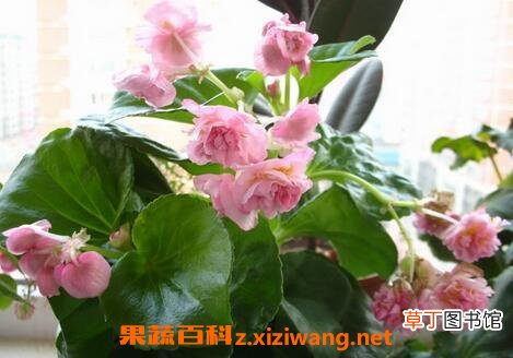 重瓣四季海棠花的养殖方法