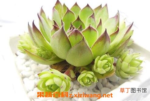 植物观音莲的养殖方法和注意事项