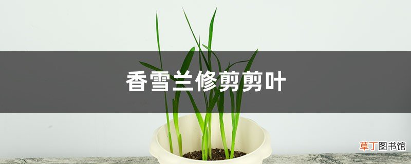 香雪兰如何修剪