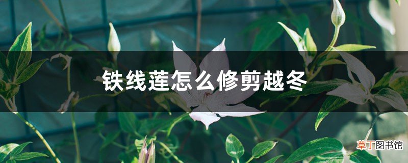 铁线莲怎么修剪越冬