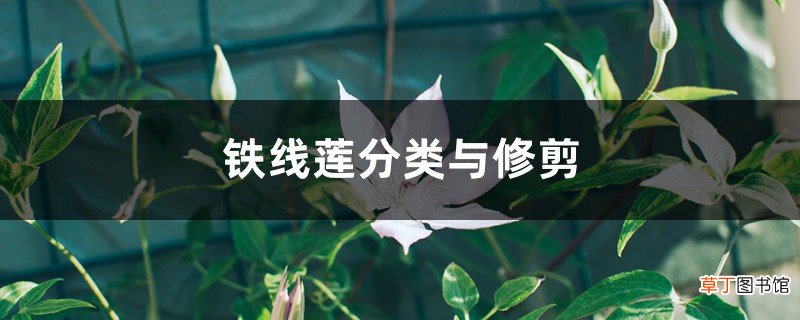 铁线莲分类与修剪