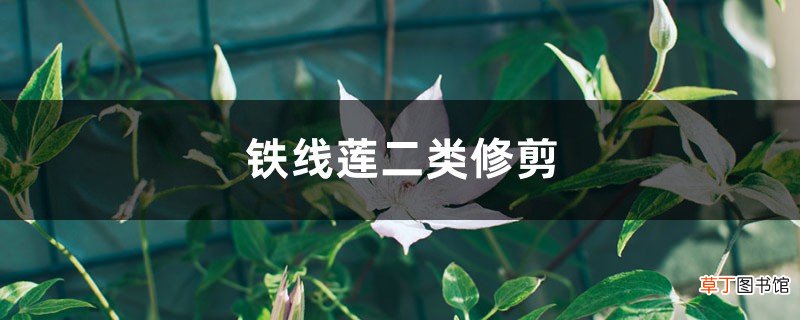 铁线莲二类修剪