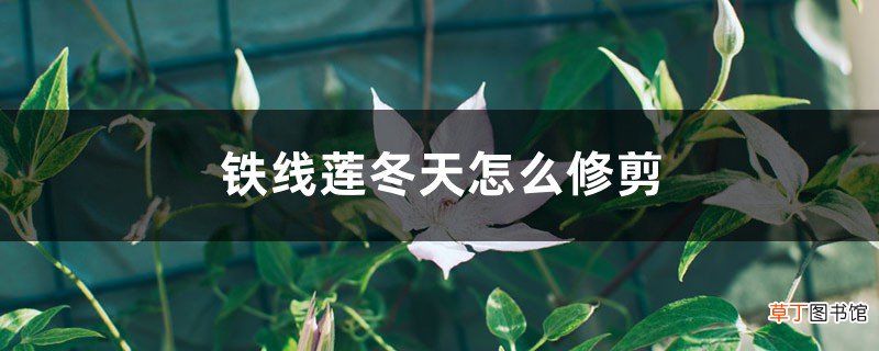 铁线莲冬天怎么修剪