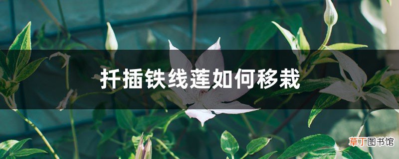扦插铁线莲如何移栽