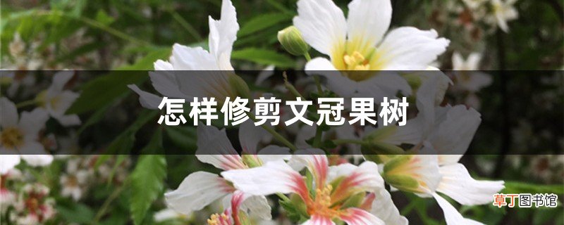 怎样修剪文冠果树