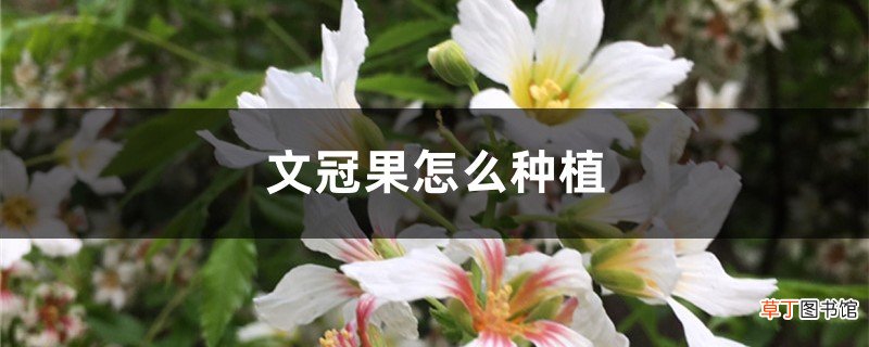 文冠果怎么种植