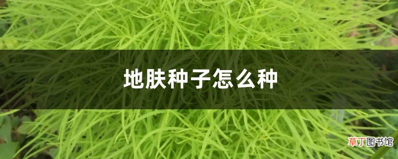 地肤种子怎么种