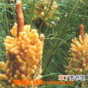 松花粉的作用