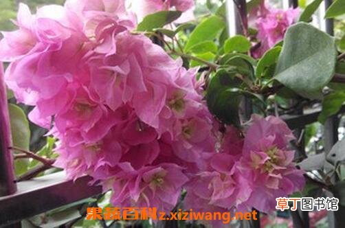 重瓣三角梅如何养殖 重瓣三角梅的养殖方法