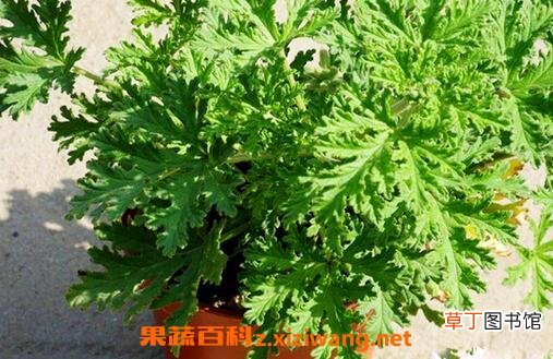 驱蚊草应如何种植 驱蚊草家庭养殖方法