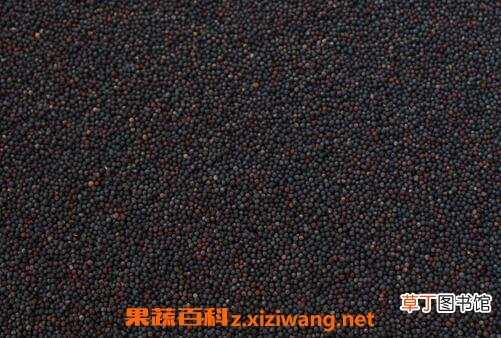 油菜花籽的作用与功效