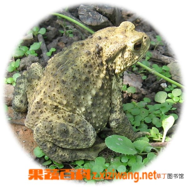 蟾蜍的作用