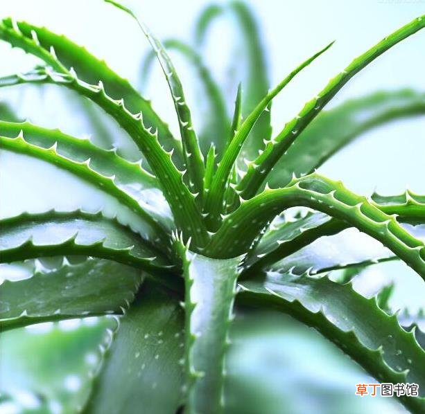 木立芦荟的功效与作用