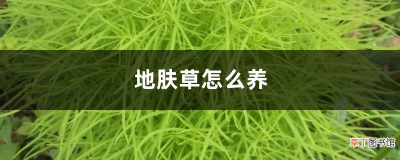地肤草怎么养
