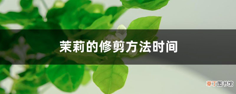 茉莉的修剪方法时间