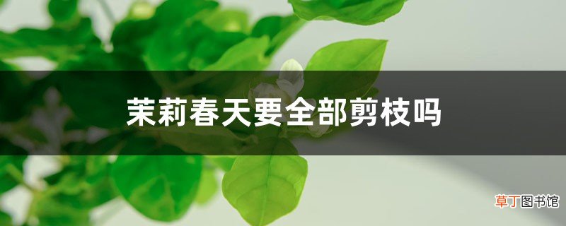 茉莉春天要全部剪枝吗