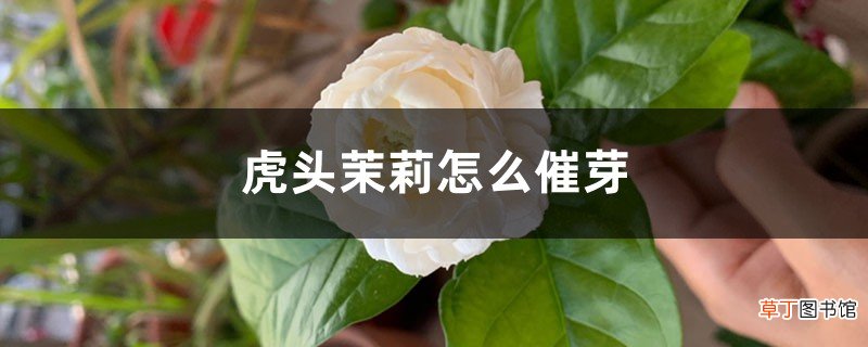 虎头茉莉怎么催芽