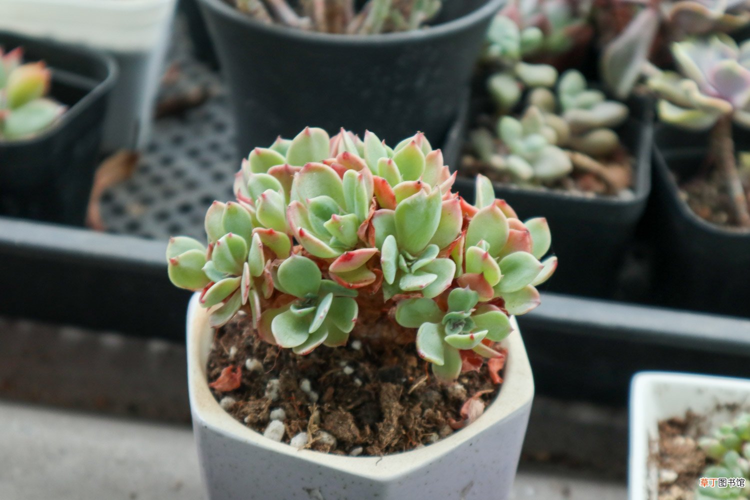 多肉断了还能活吗