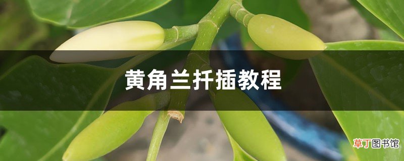 黄桷兰能扦插吗