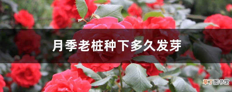 月季老桩种下多久发芽