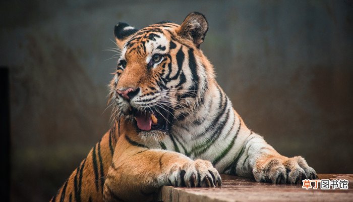 梦见老虎要吃我是什么意思