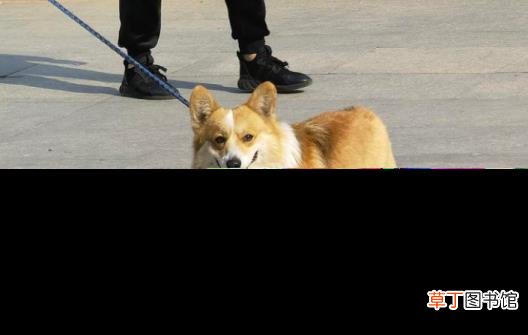 柯基犬叫声大全 柯基为什么叫