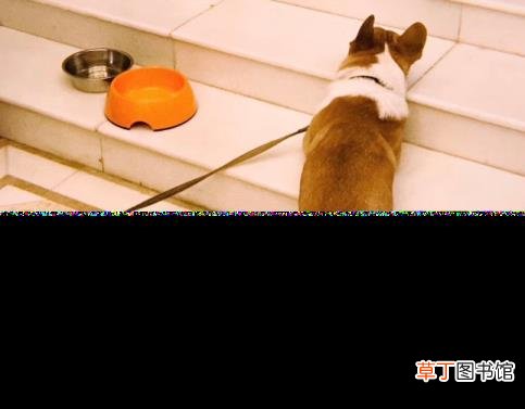 柯基犬叫声大全 柯基为什么叫