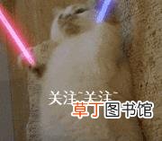 柯基犬叫声大全 柯基为什么叫