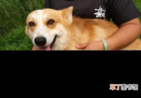 柯基犬叫声大全 柯基为什么叫