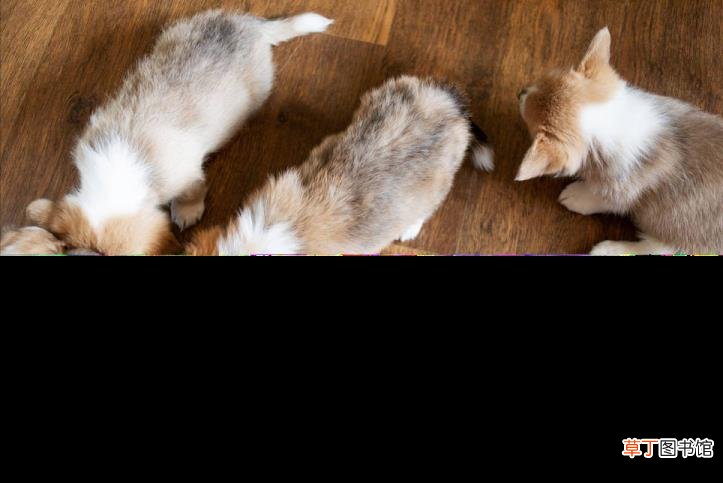 柯基犬叫声大全 柯基为什么叫