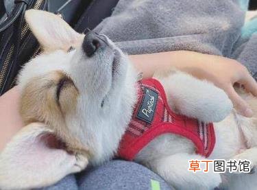柯基犬叫声大全 柯基为什么叫