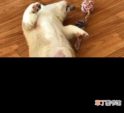 柯基犬叫声大全 柯基为什么叫