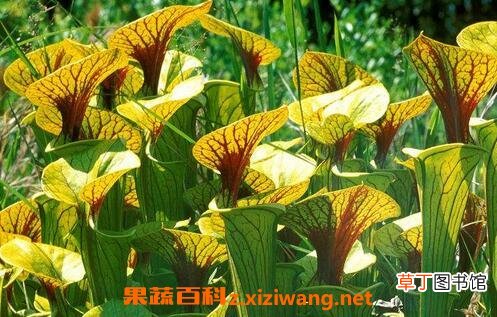 瓶子草的图片 瓶子草繁殖方法
