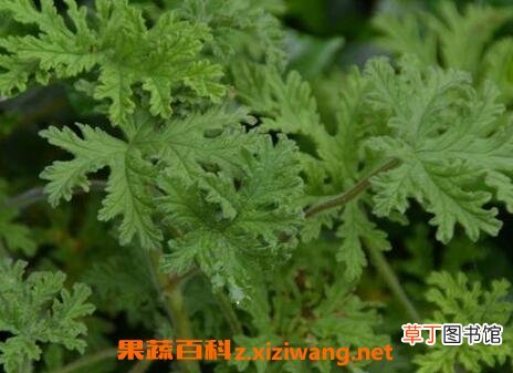 驱蚊香草的种植方法 驱蚊草怎样繁殖