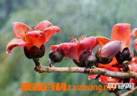 木棉花的功效