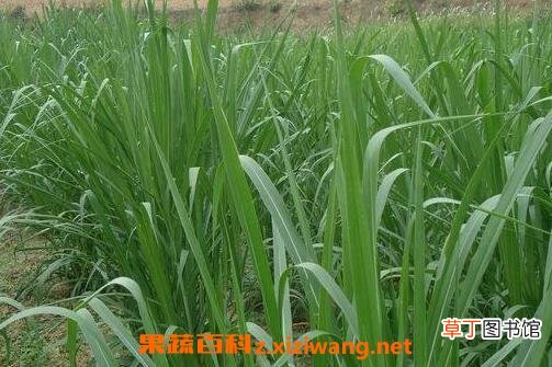 甜象草种植步骤图片 甜象草的病虫害防冶