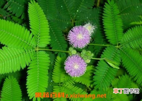 含羞草如何养殖 含羞草的养殖方法和注意事项