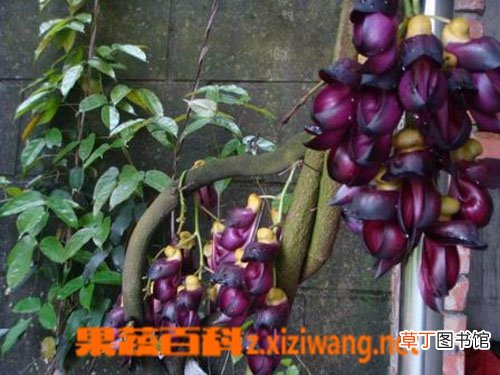 大血藤的作用和功效
