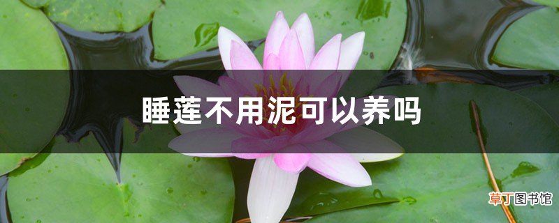 睡莲不用泥可以养吗
