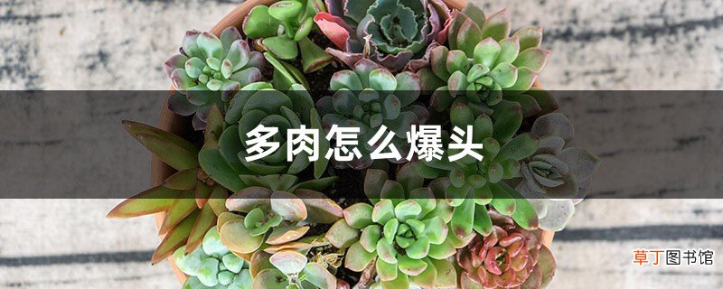 多肉怎么爆头