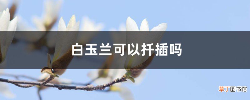 白玉兰可以扦插吗