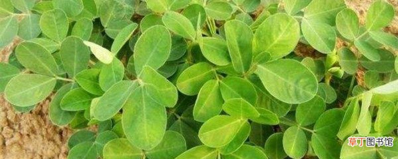 花生几月份播种