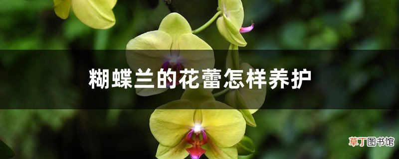 蝴蝶兰的花蕾怎样养护