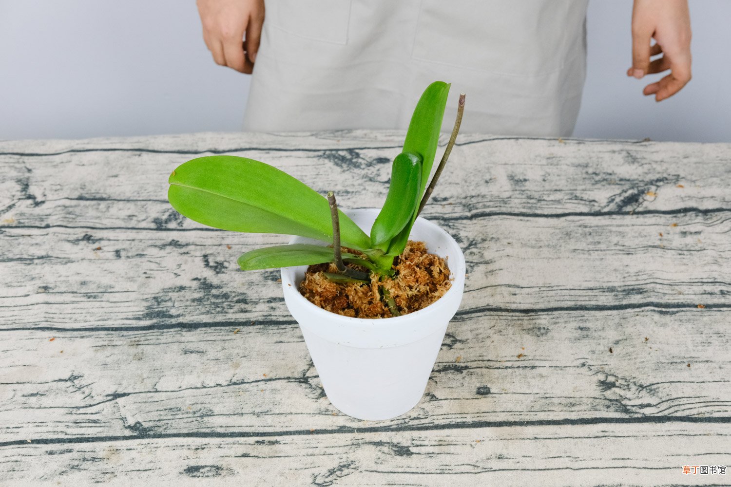 蝴蝶兰的花蕾怎样养护